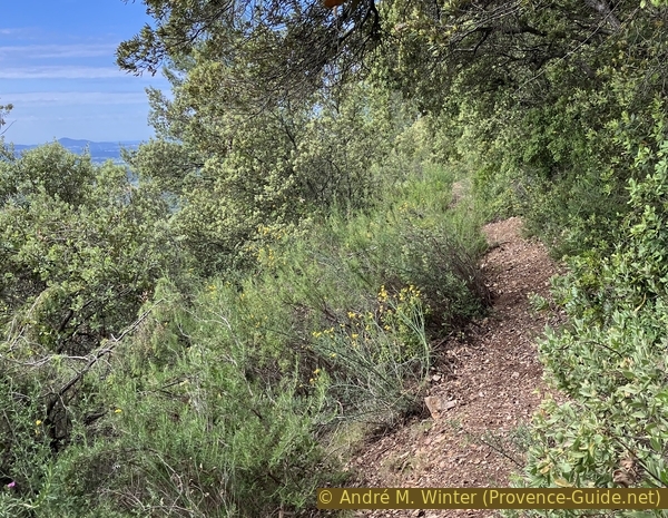 randos photo